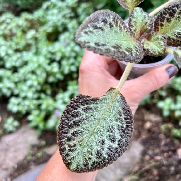 Episcia Cupreata - Picture 5 of 6